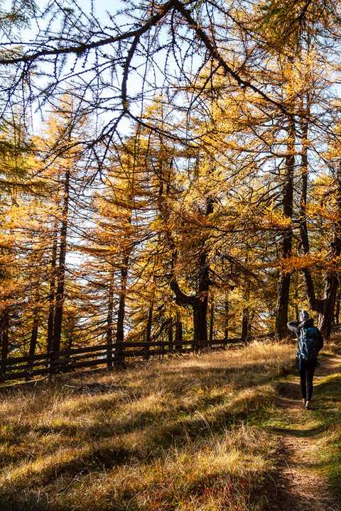 Family hit in autumn